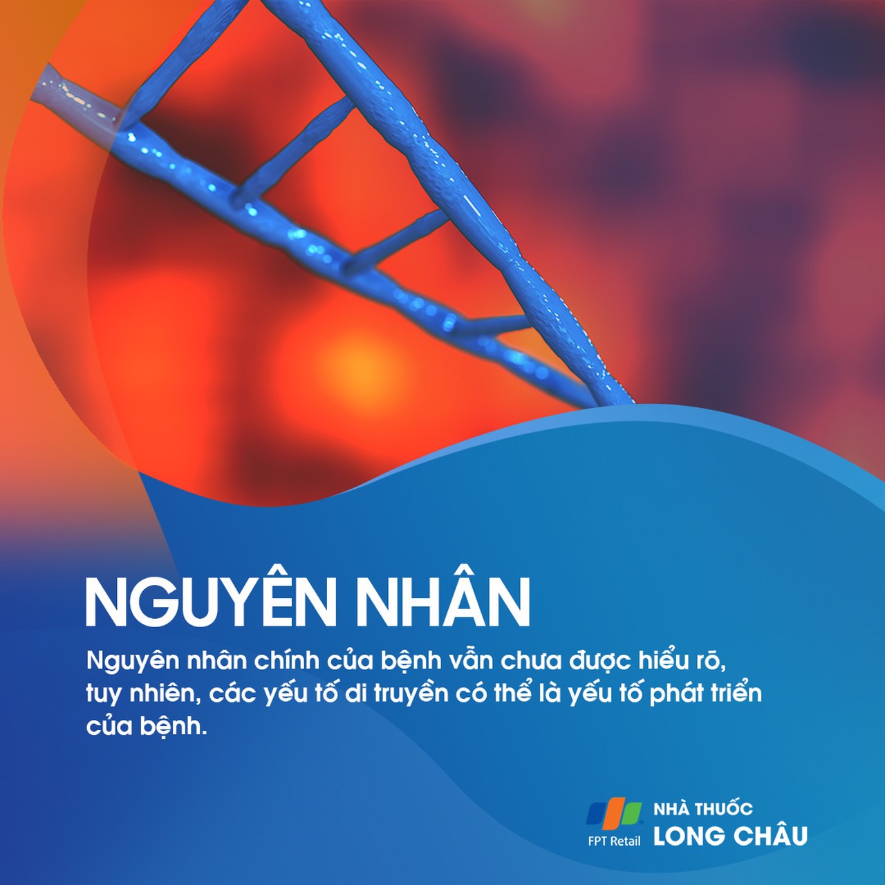 Xốp tủy thận 3