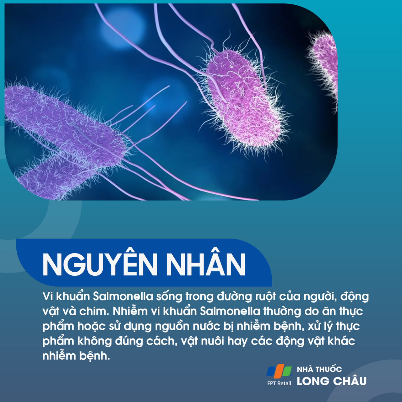 Nhiễm khuẩn Salmonella 3