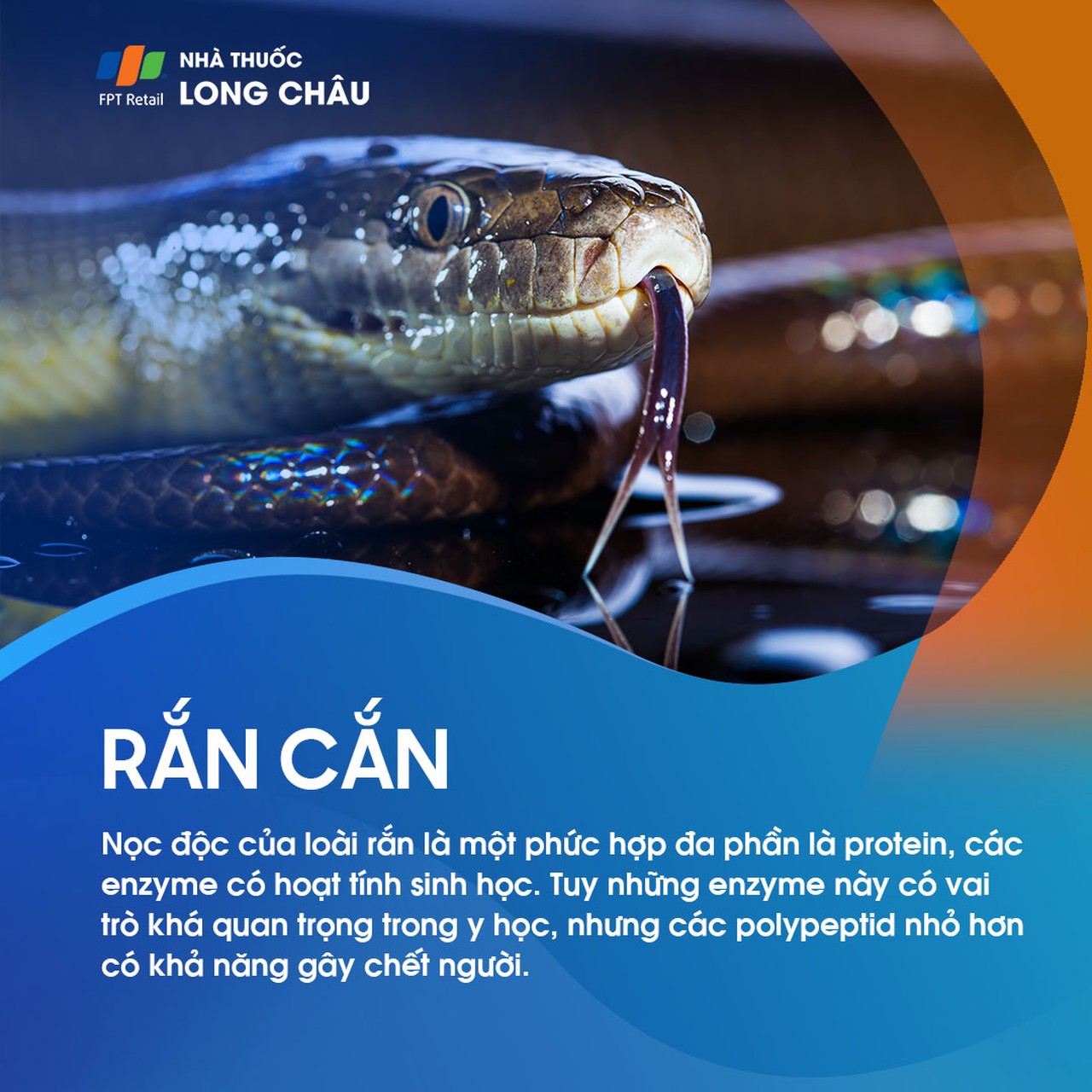 Rắn cắn 1