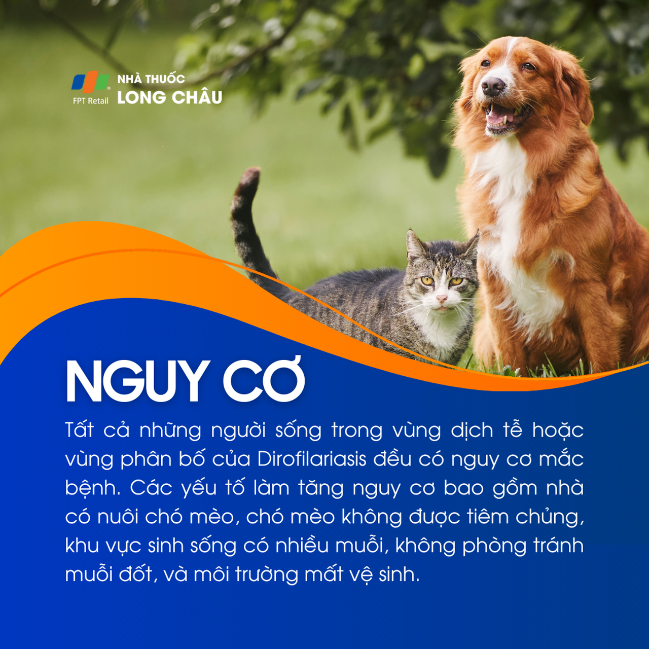 Bệnh Dirofilariasis 4