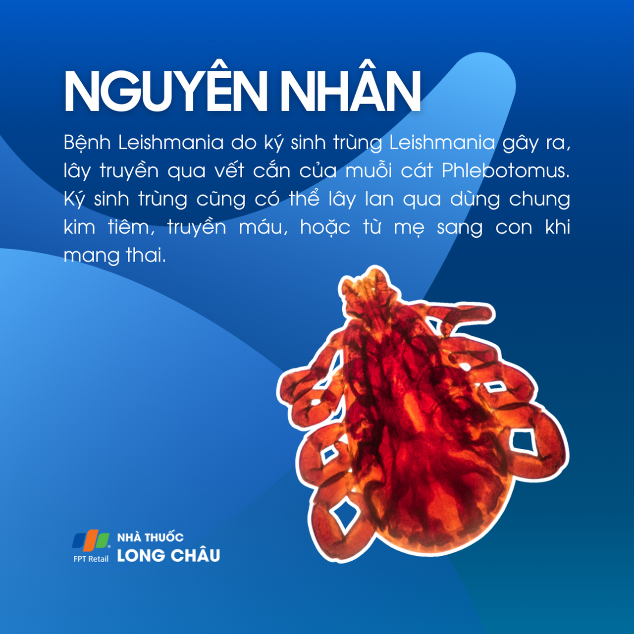 Bệnh do nhiễm Leishmania 3