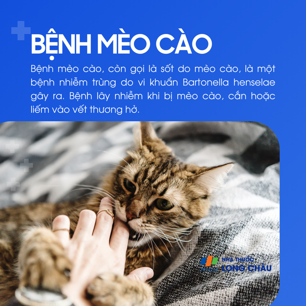 Là bệnh nhiễm trùng do vi khuẩn Bartonella henselae, lây qua vết cào, cắn, hoặc liếm vào vết thương hở từ mèo nhiễm bệnh