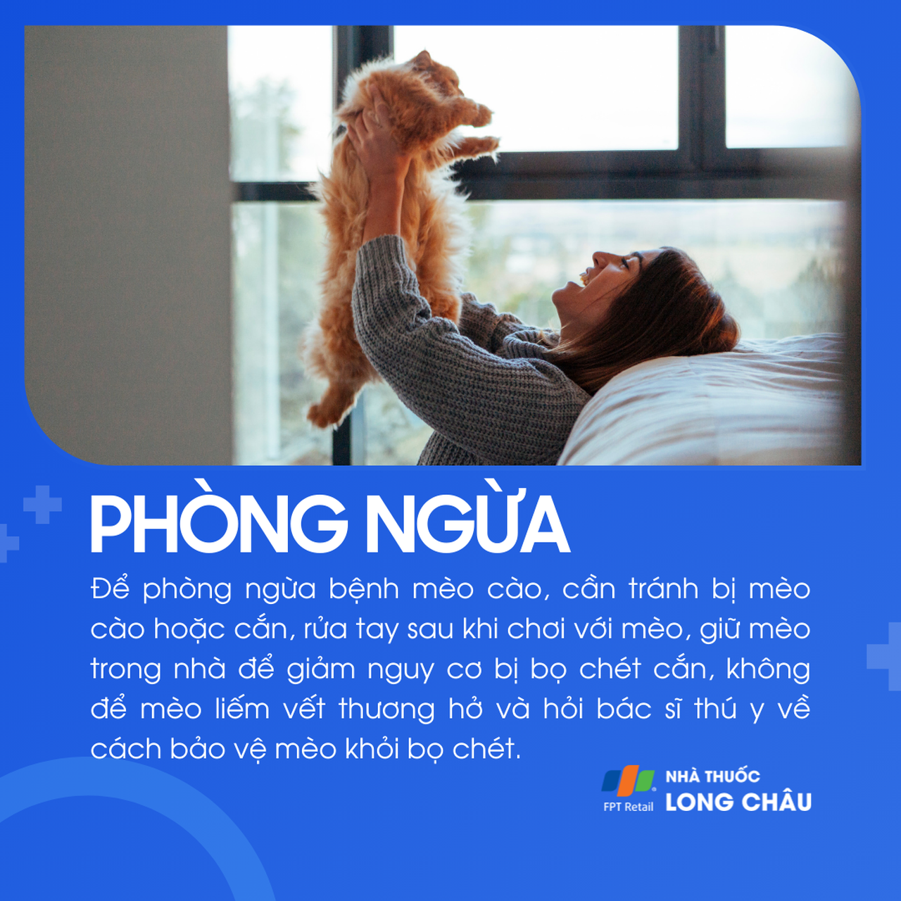 Tránh để mèo cào/cắn, rửa tay sau khi chơi với mèo, không để mèo liếm vết thương