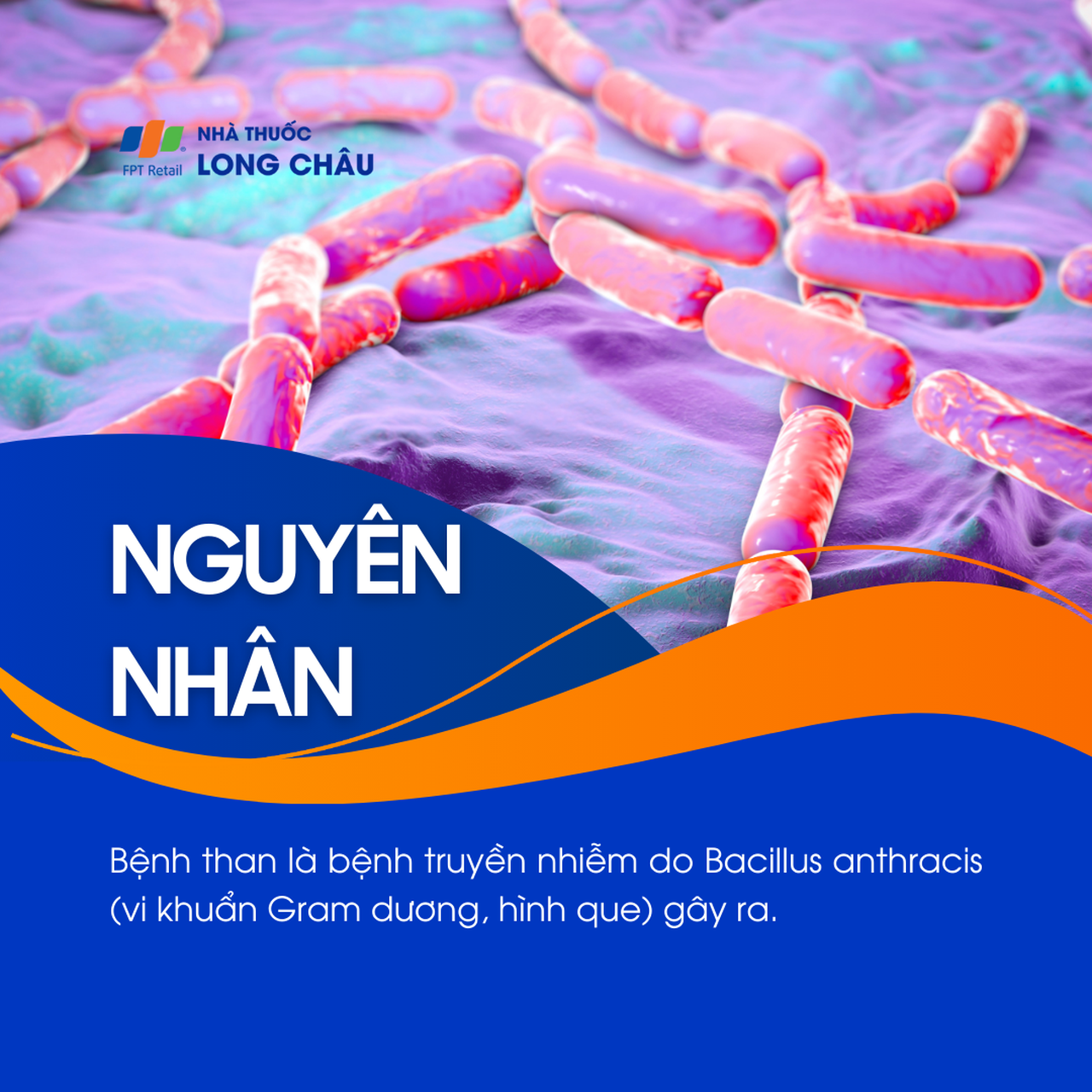 Bệnh than do vi khuẩn Bacillus anthracis (thuộc loại Gram dương, hình que) gây ra