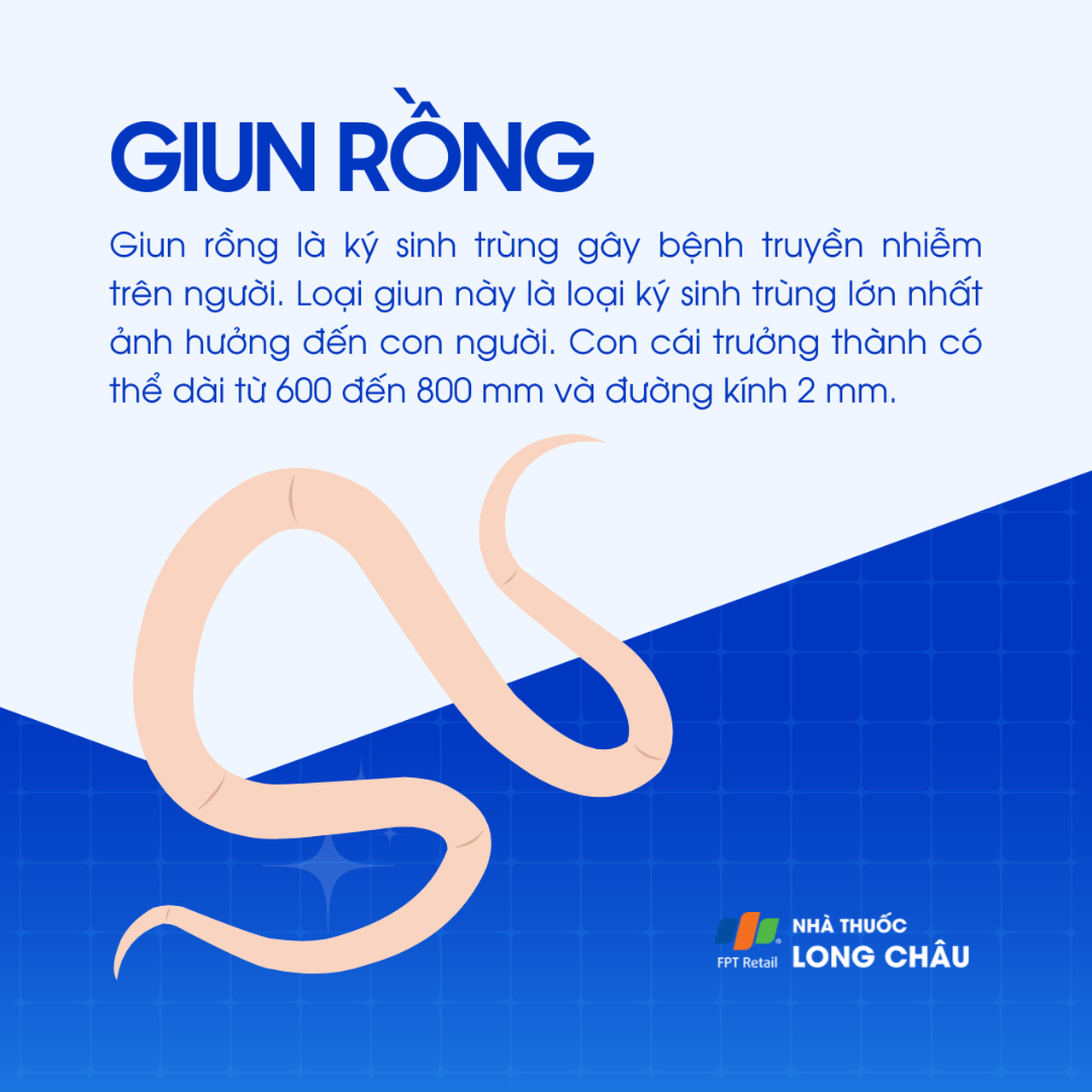 Giun rồng 1