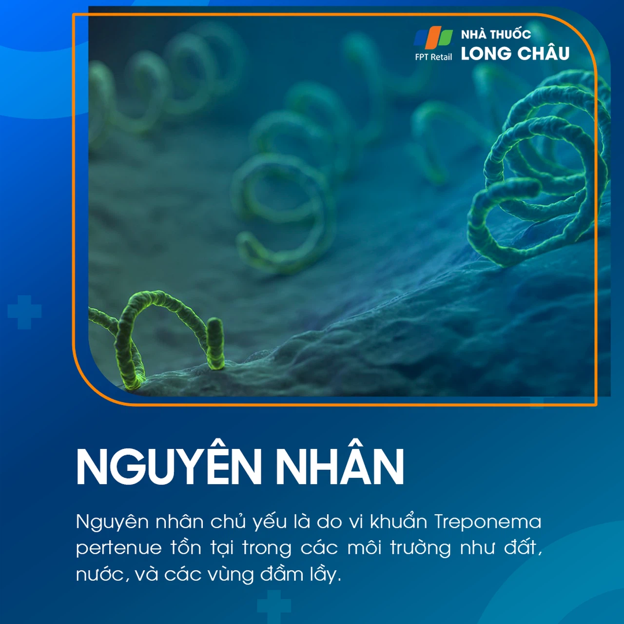 Ghẻ cóc 3