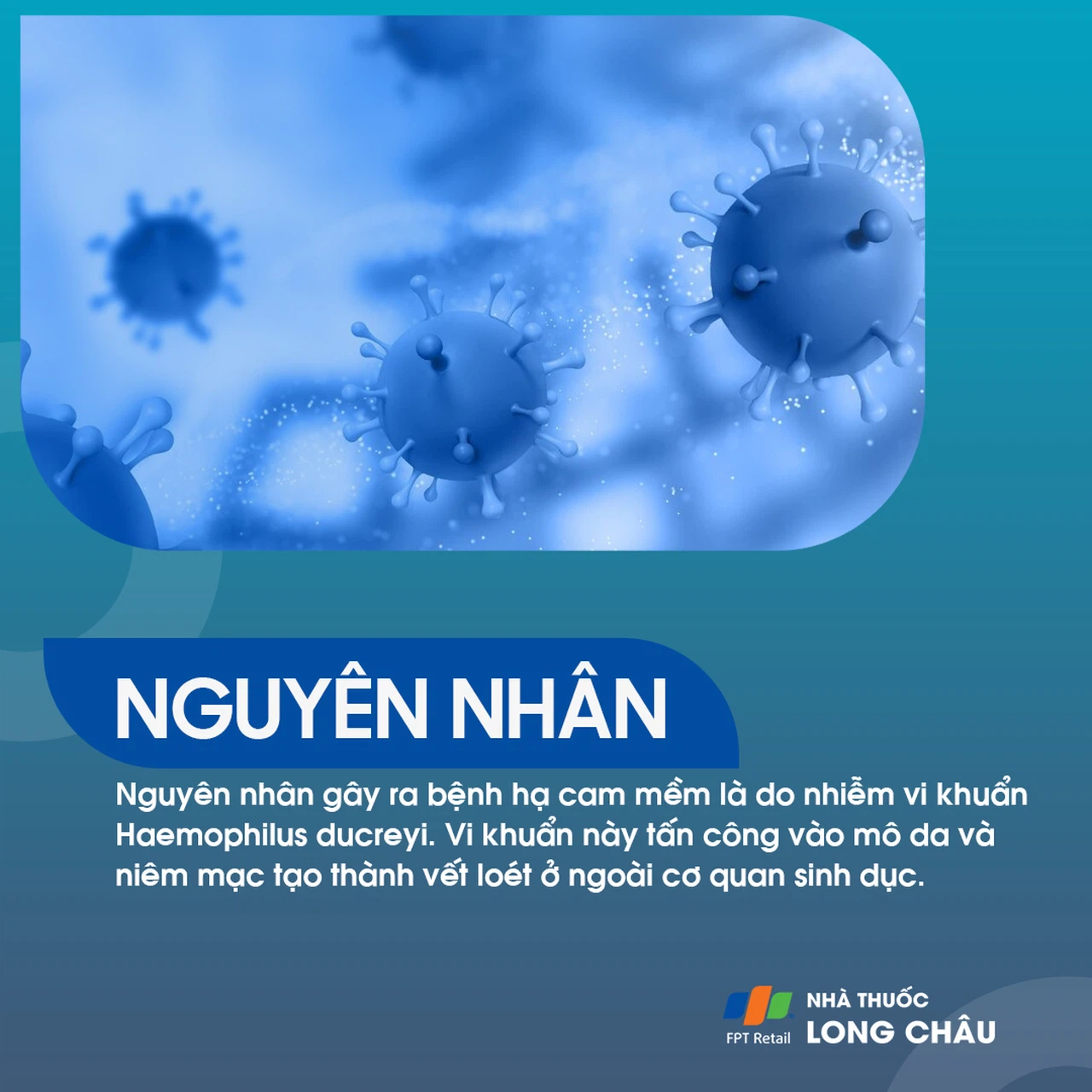 Hạ cam mềm 3