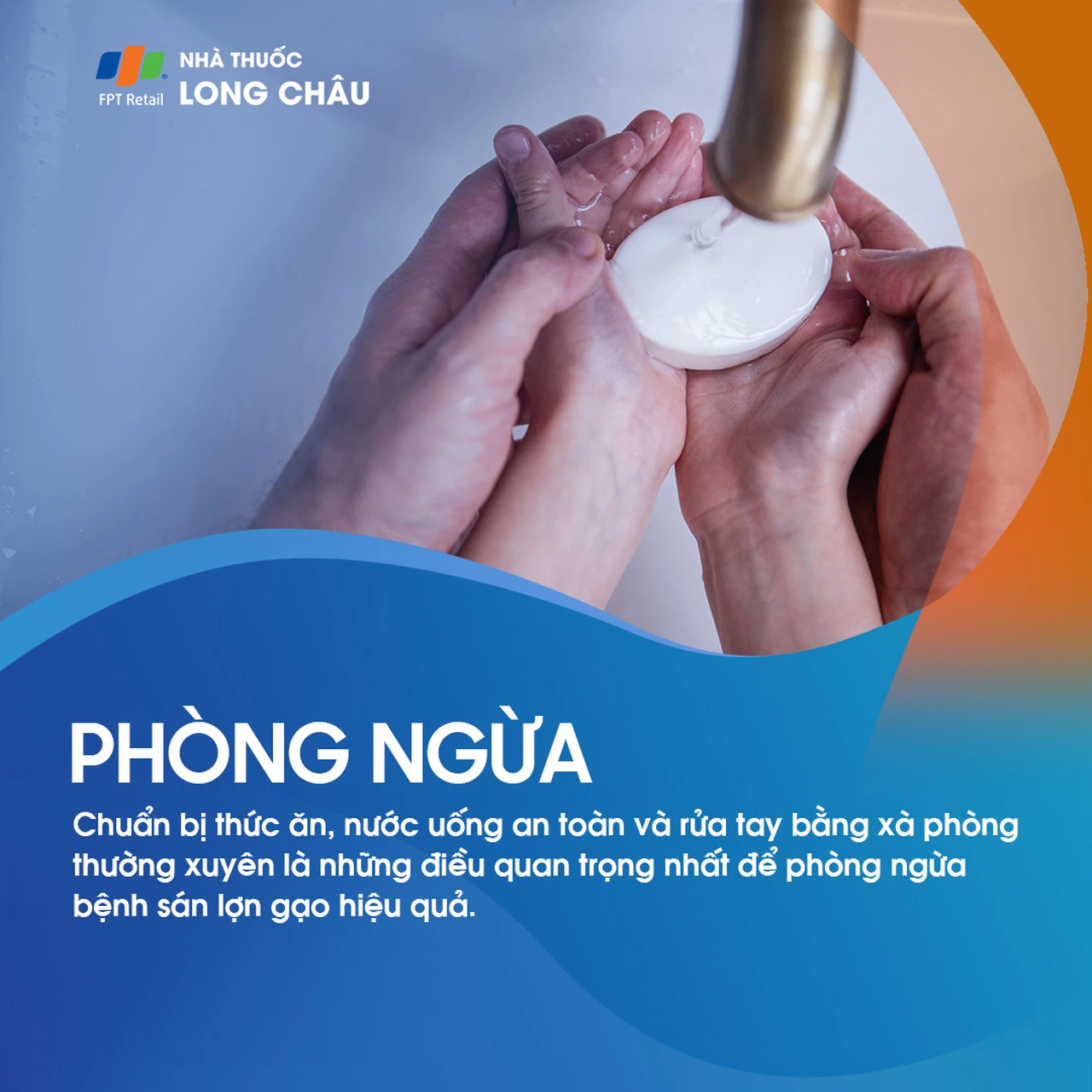 Sán lợn gạo 7