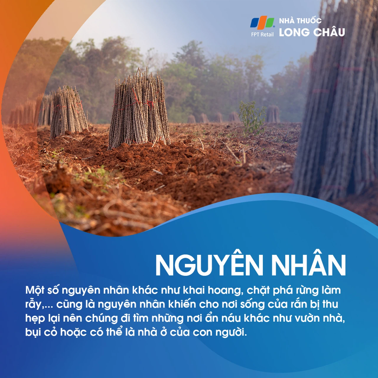 Rắn cắn 5