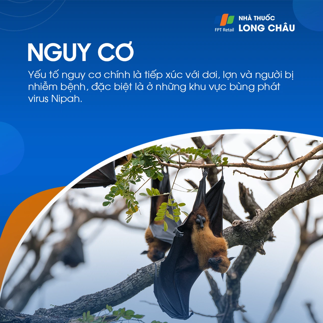 Virus nipah 4