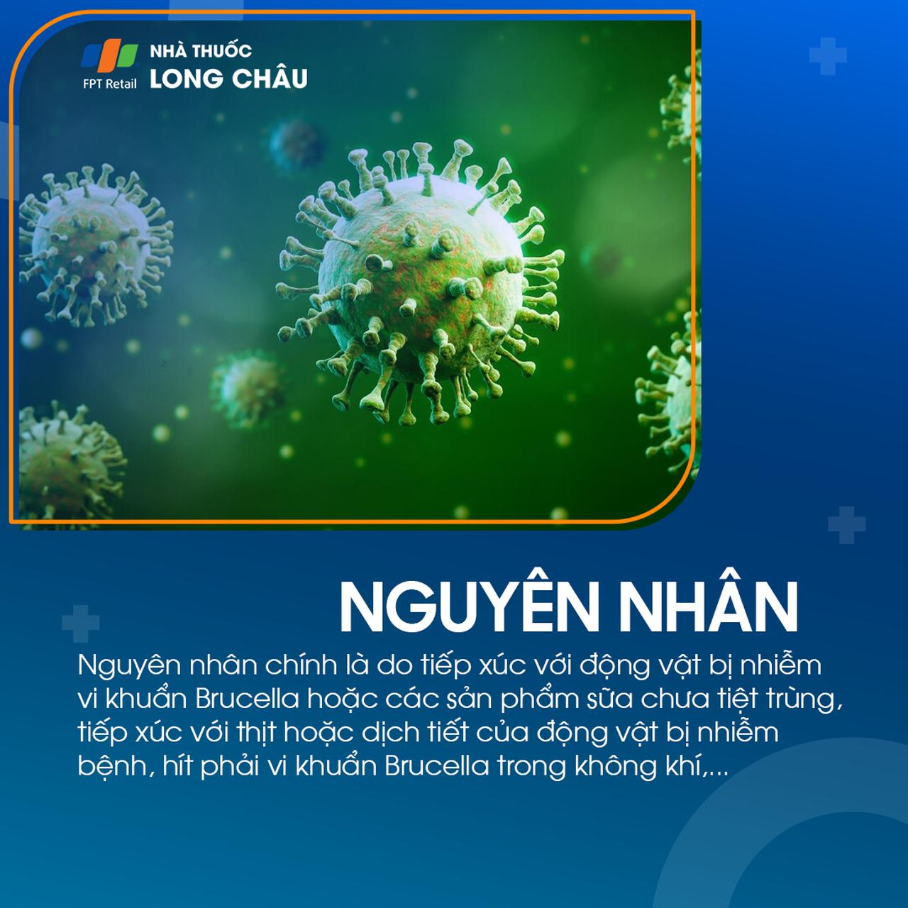 Bệnh brucella 3