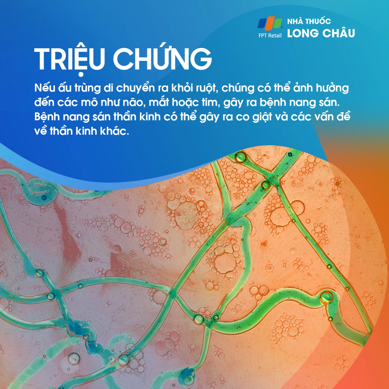 Sán dây lợn 3