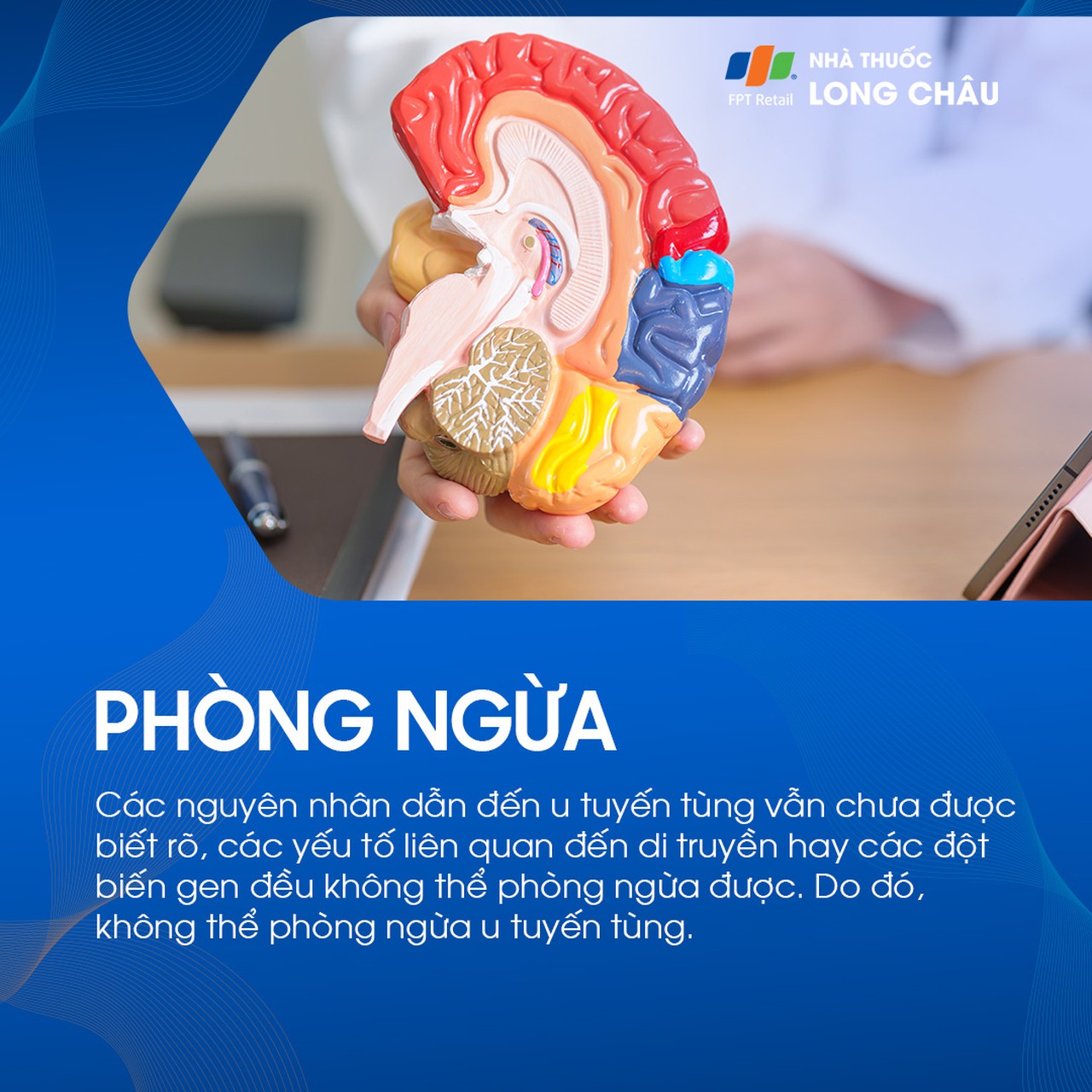 U tuyến tùng 7