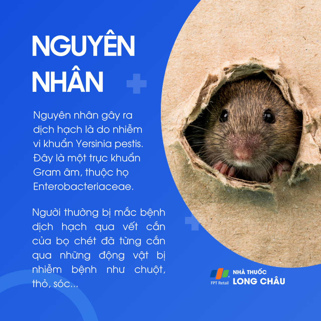 Dịch hạch 4