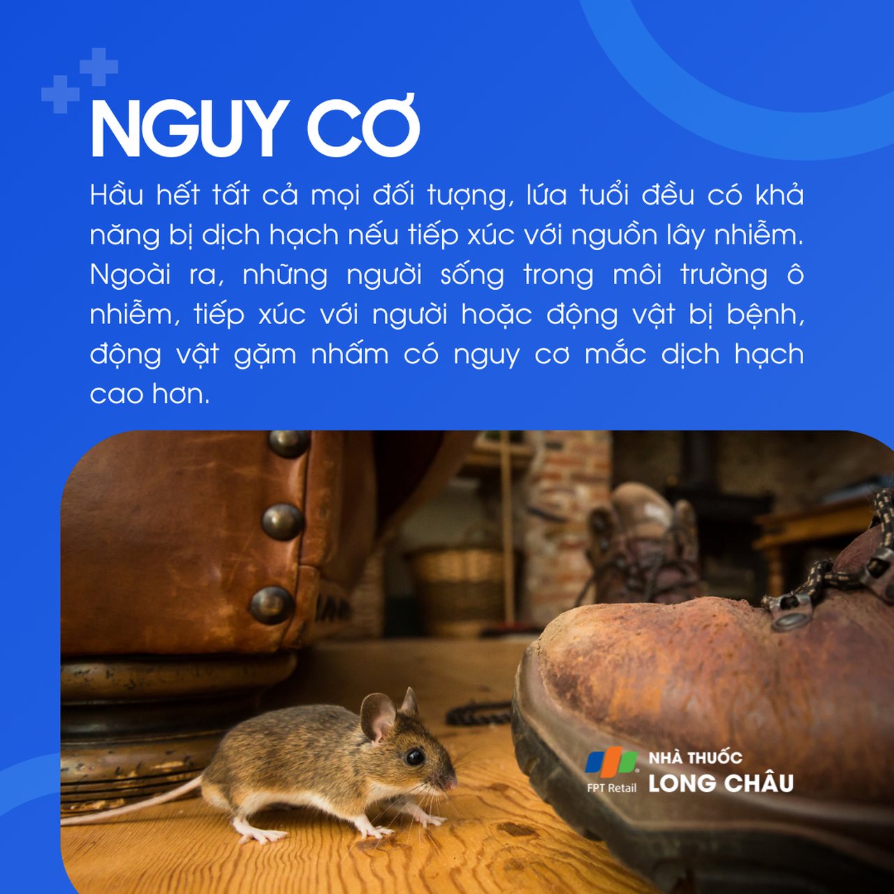 Dịch hạch 5