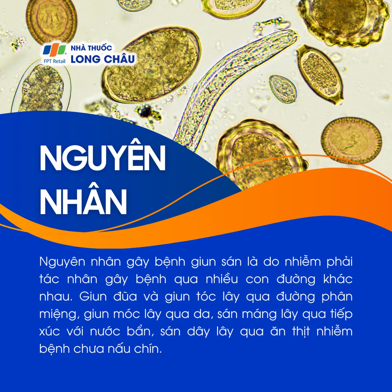 Giun sán 3
