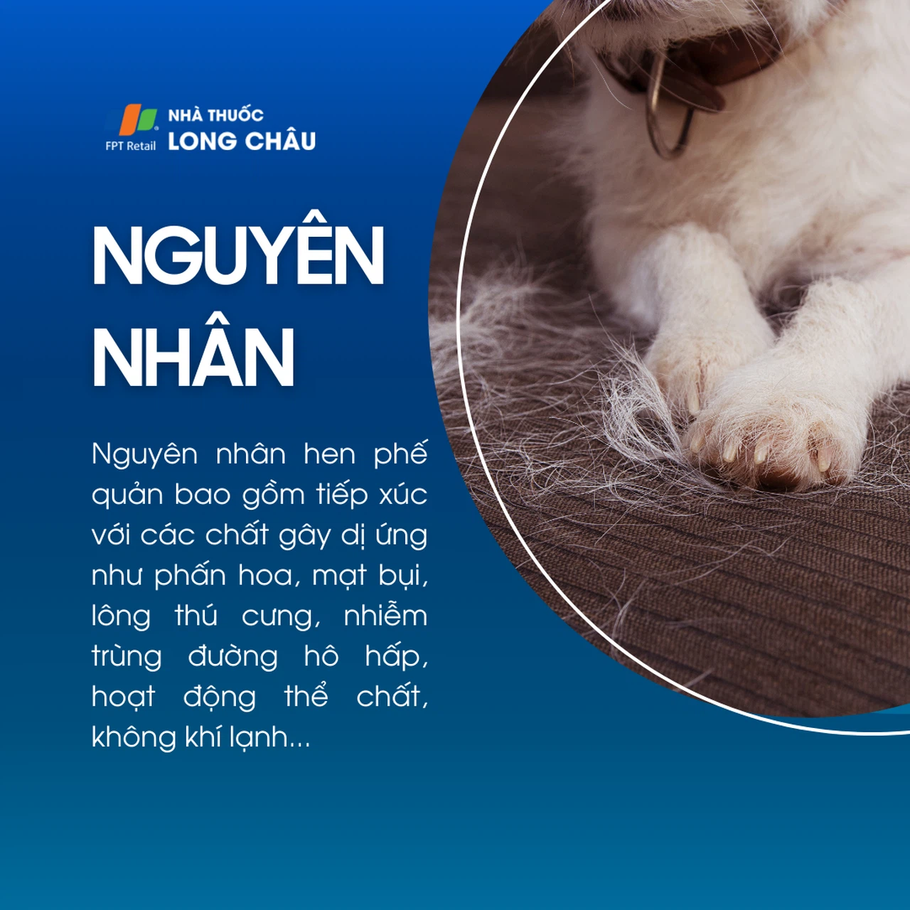 Hen phế quản 3