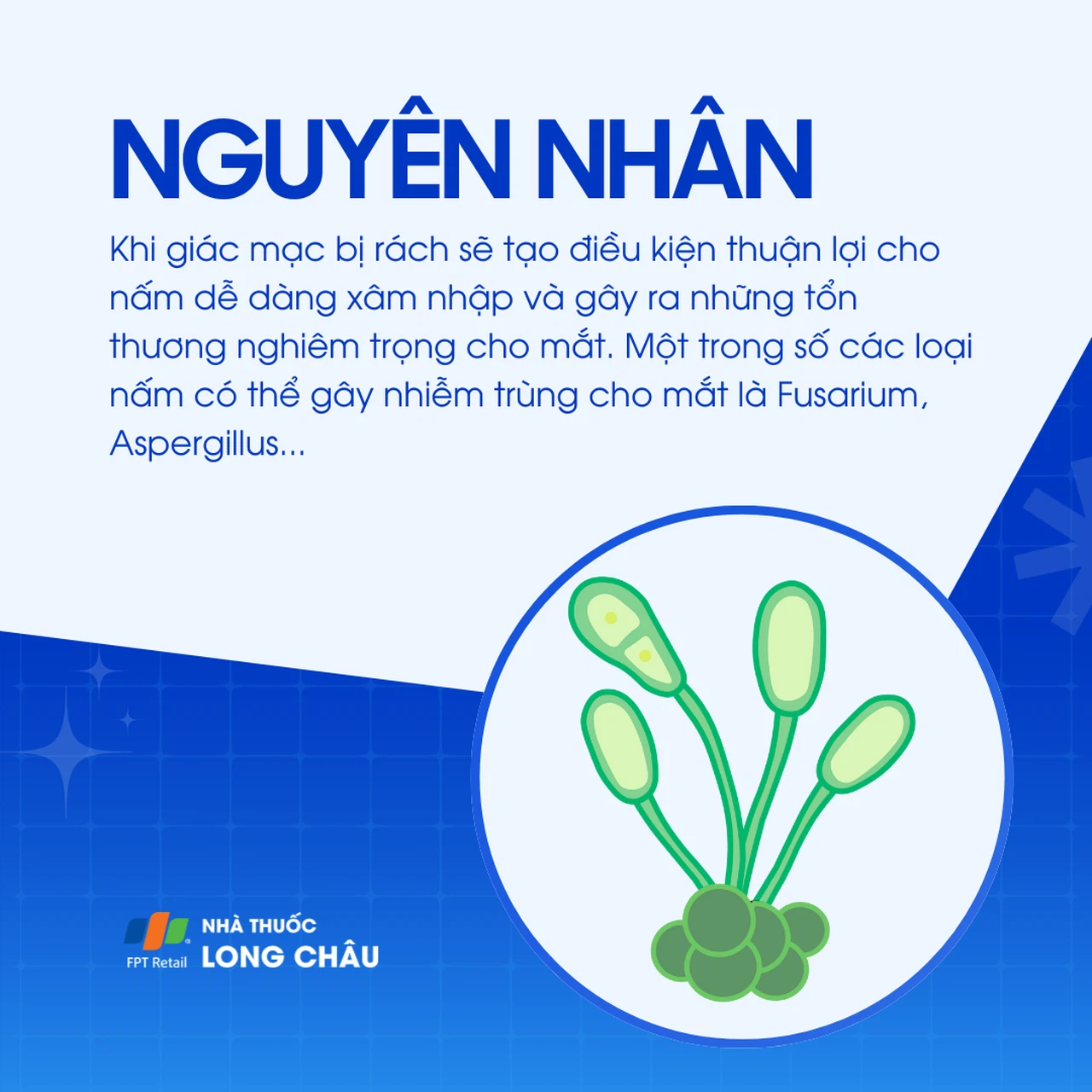 Nấm mắt 3