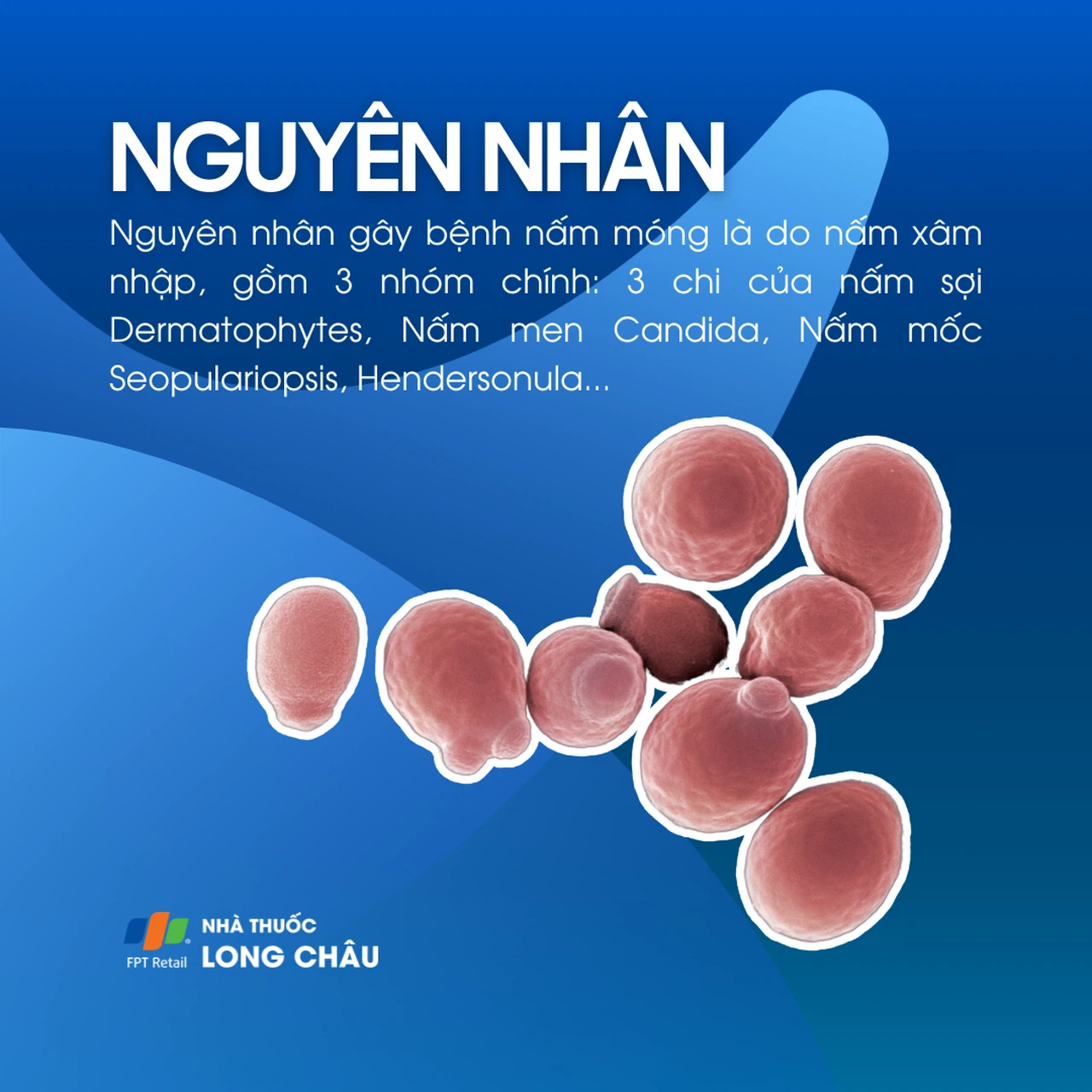 Nấm móng 3