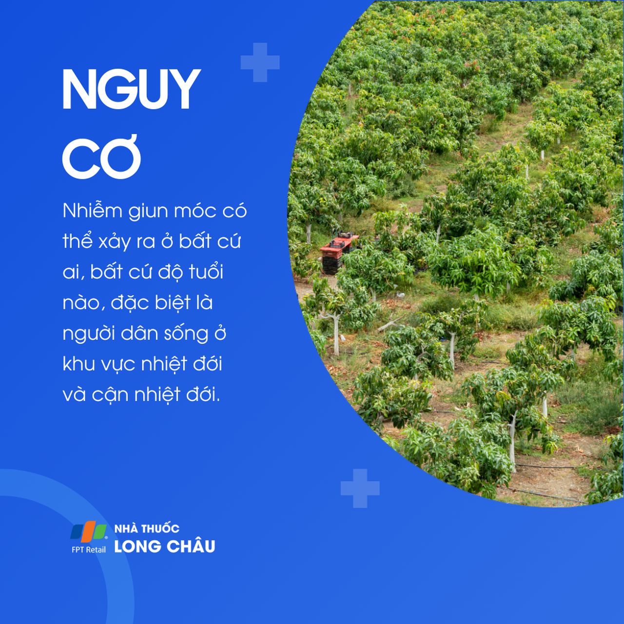 Nhiễm giun móc 4