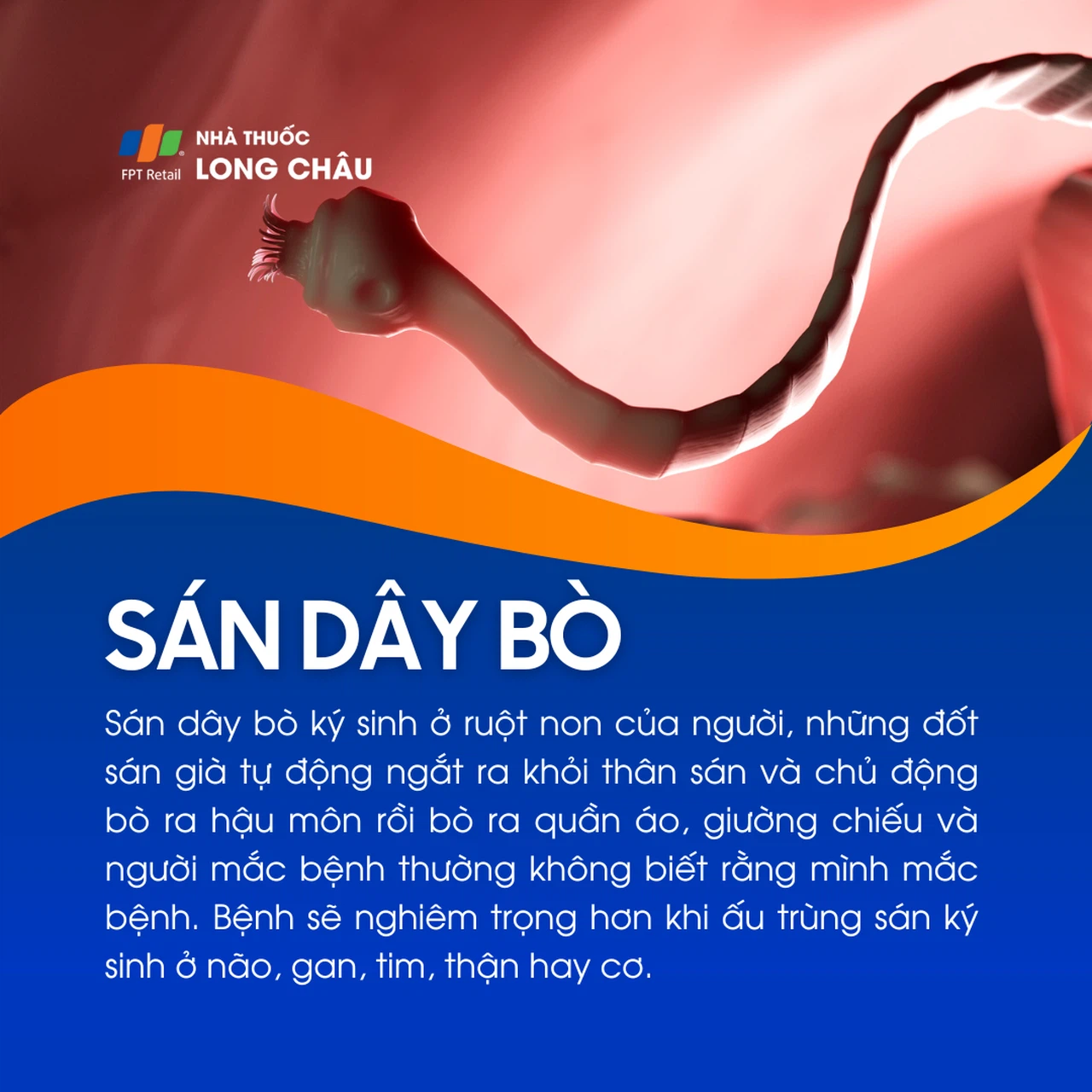 Sán dây bò 1