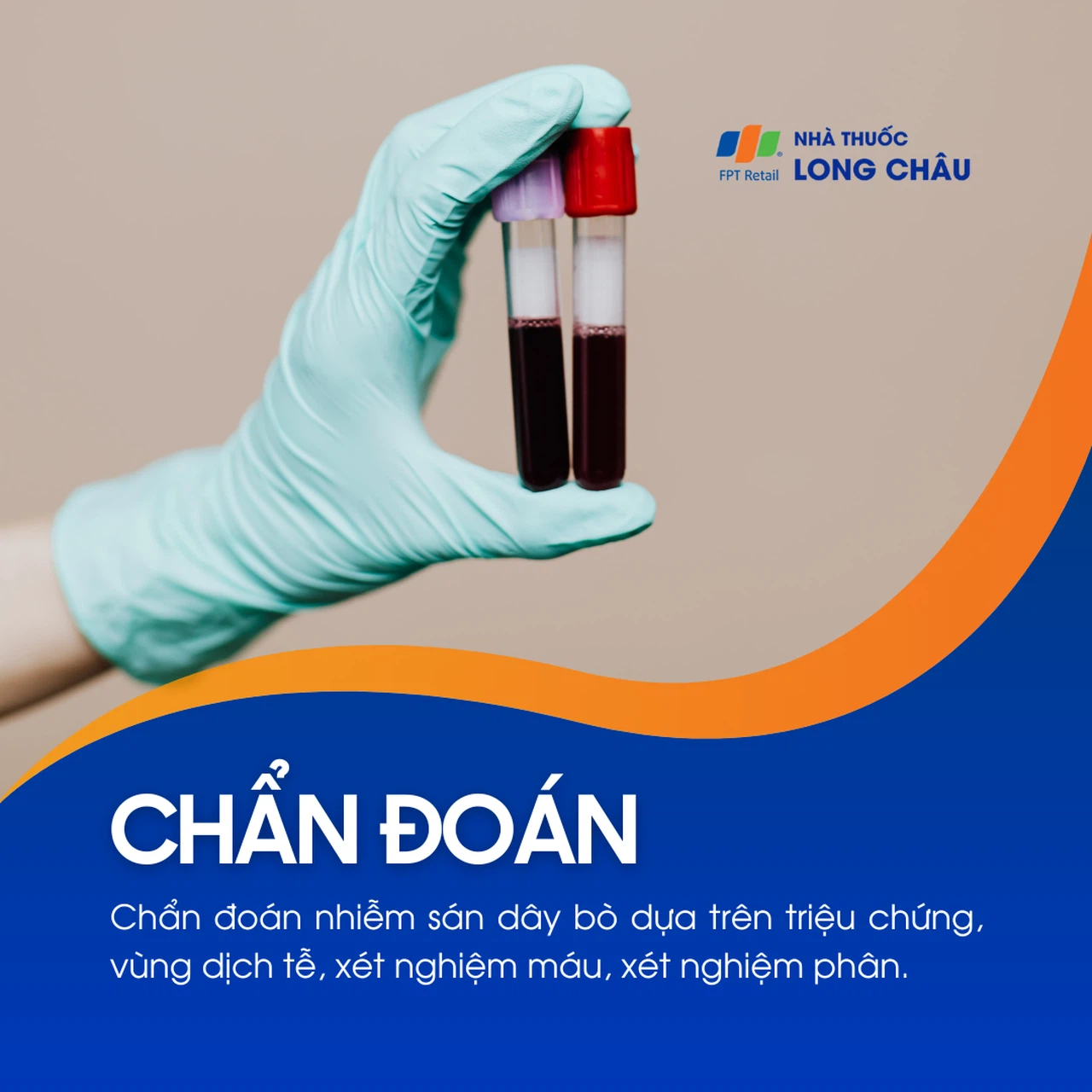 Sán dây bò 5