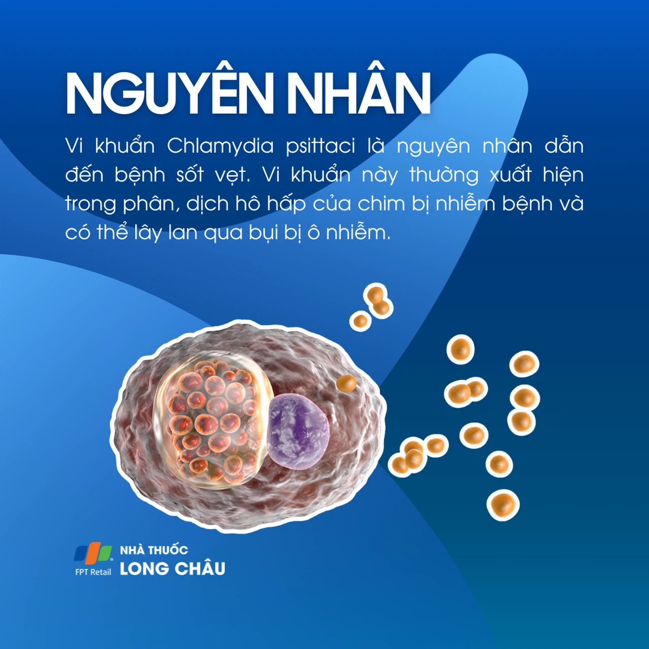 Sốt vẹt 3