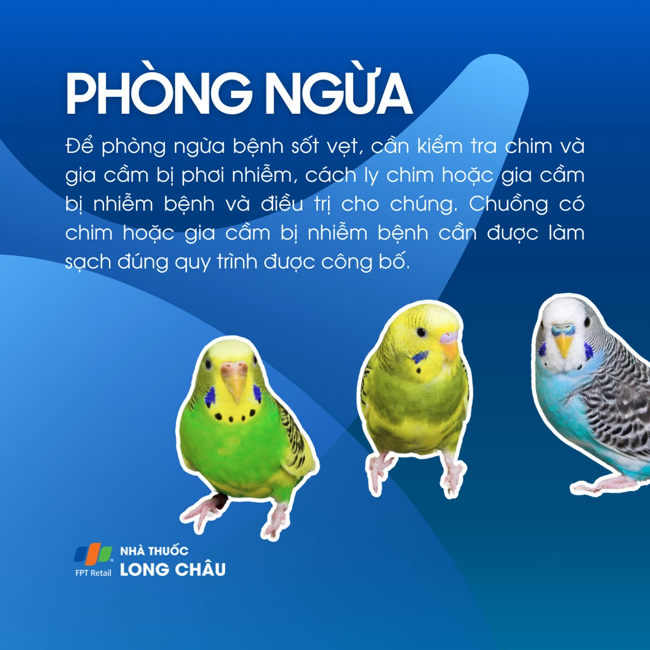Sốt vẹt 7