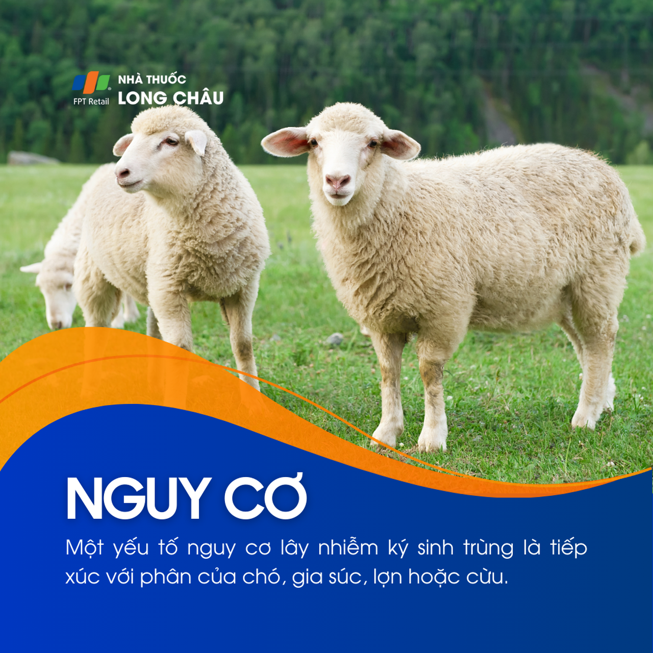 Nhiễm Echinococcus 4