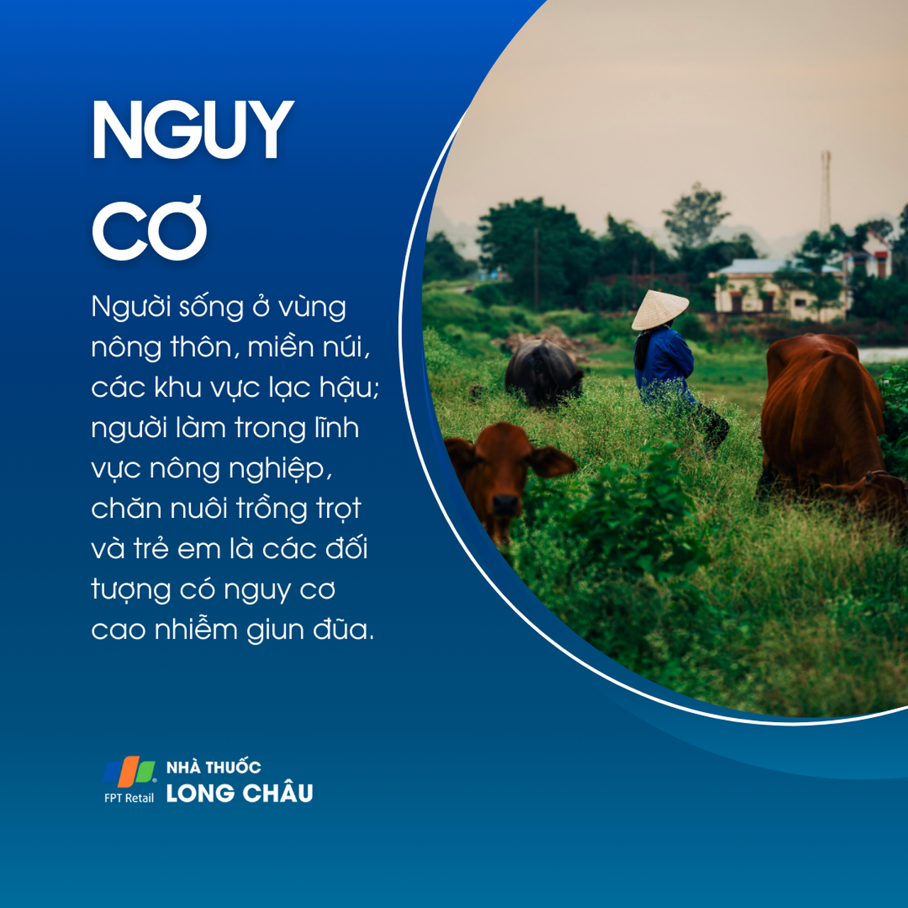 Nhiễm giun đũa 4