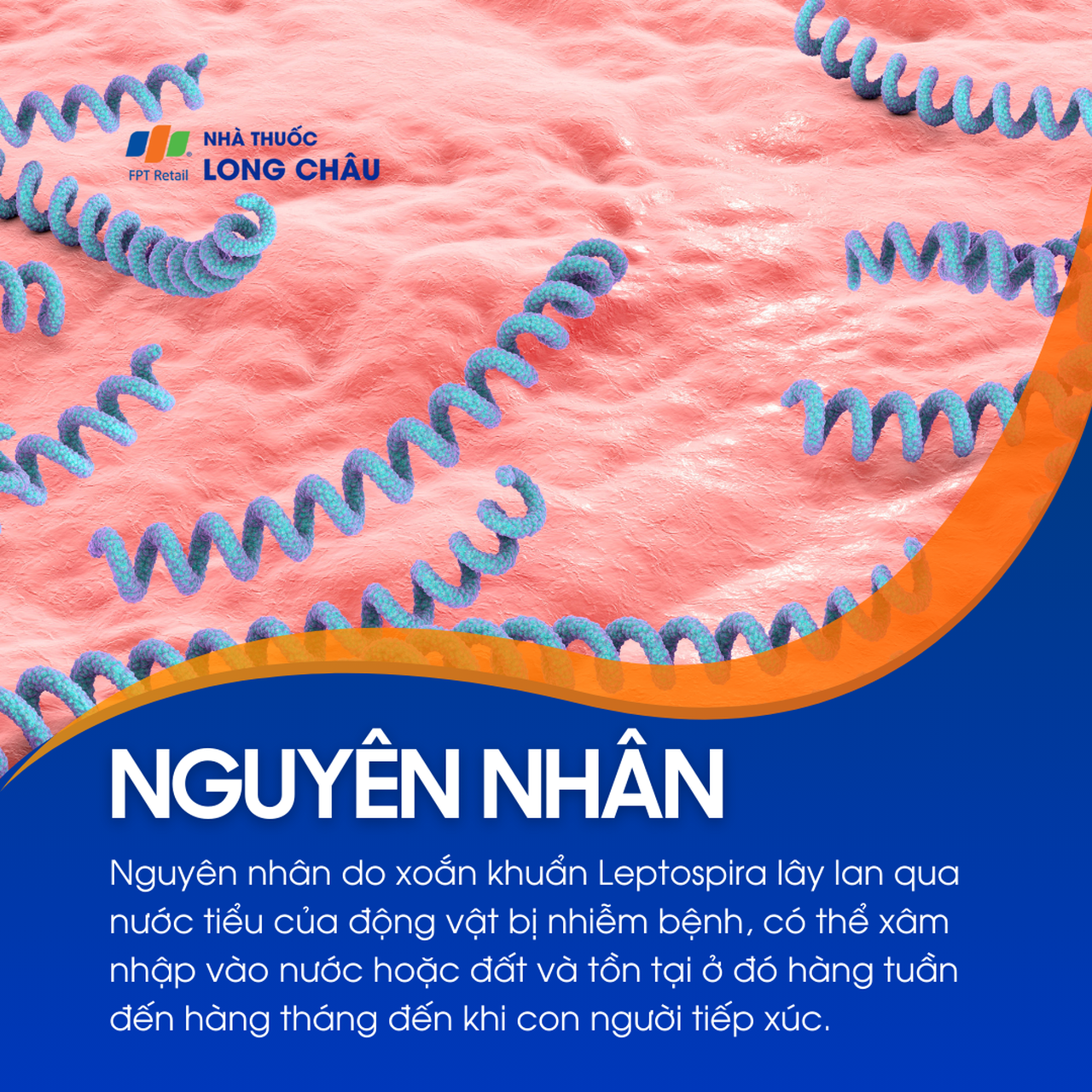 Nhiễm Leptospira 3