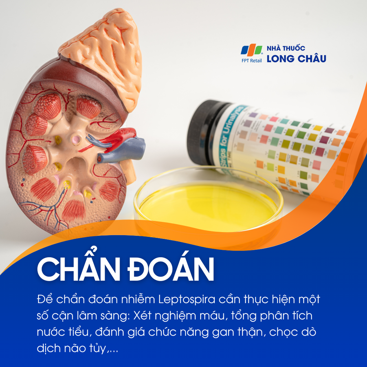 Nhiễm Leptospira 5