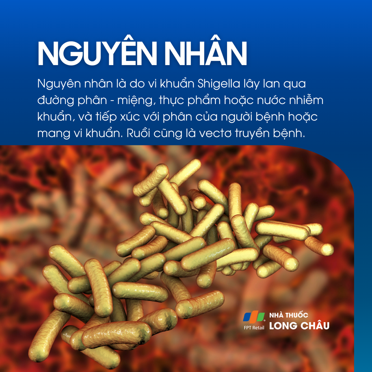 Nhiễm Shigella 3