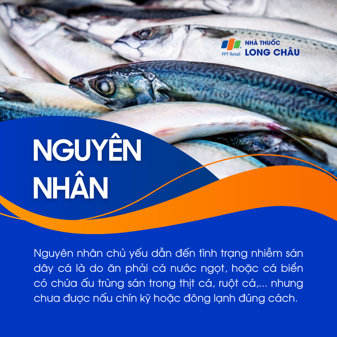 Nhiễm sán dây cá  3