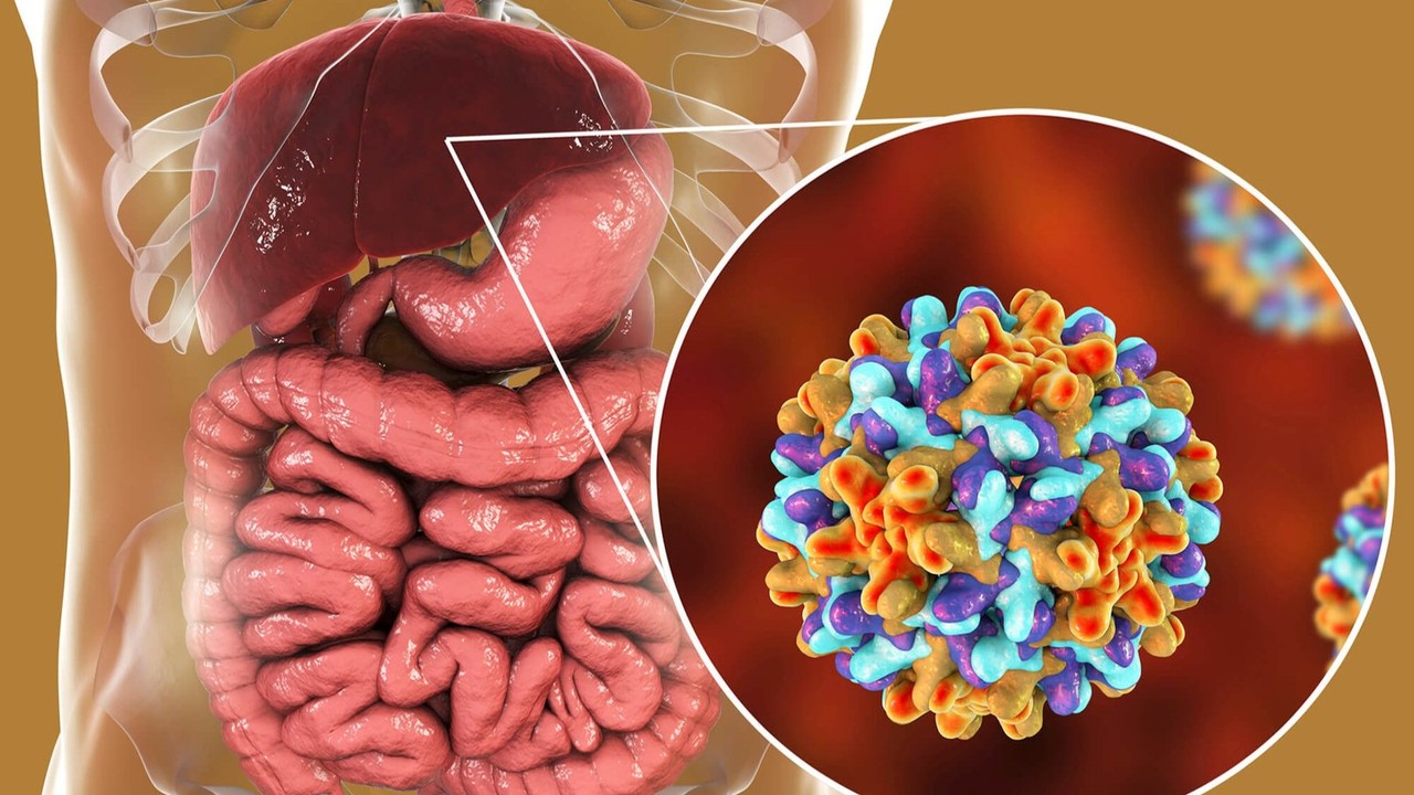 Tế bào hệ miễn dịch tấn công nhầm vào gan