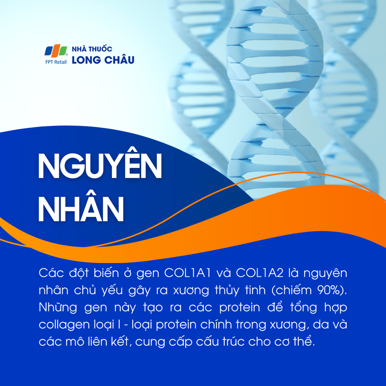 Xương thủy tinh 3