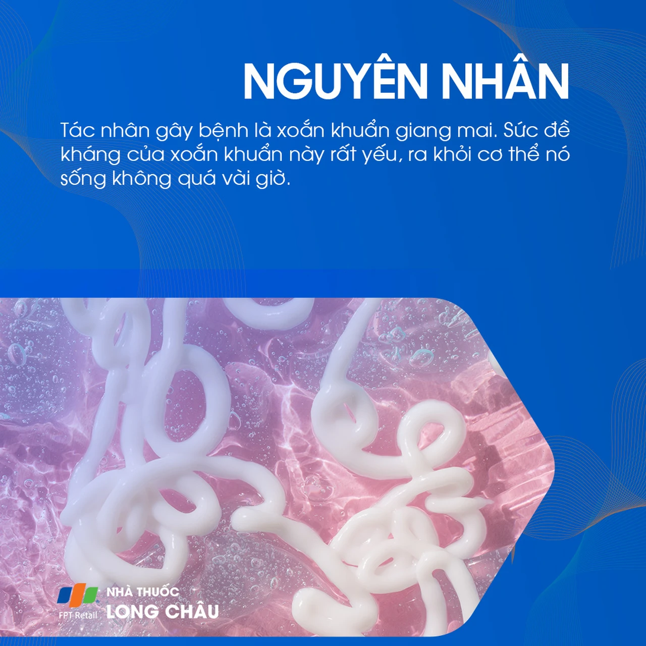 Nguyên nhân gây bệnh giang mai do xoắn khuẩn Treponema pallidum