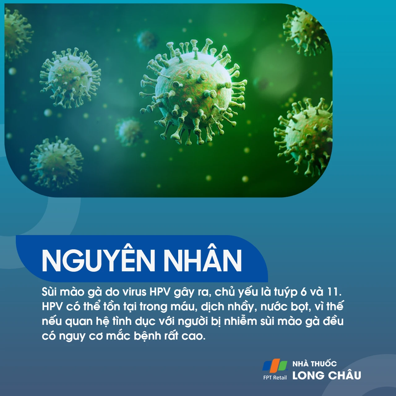 Virus HPV là nguyên nhân gây u nhú sinh dục hay còn gọi là sùi mào gà ở bộ phận sinh dục
