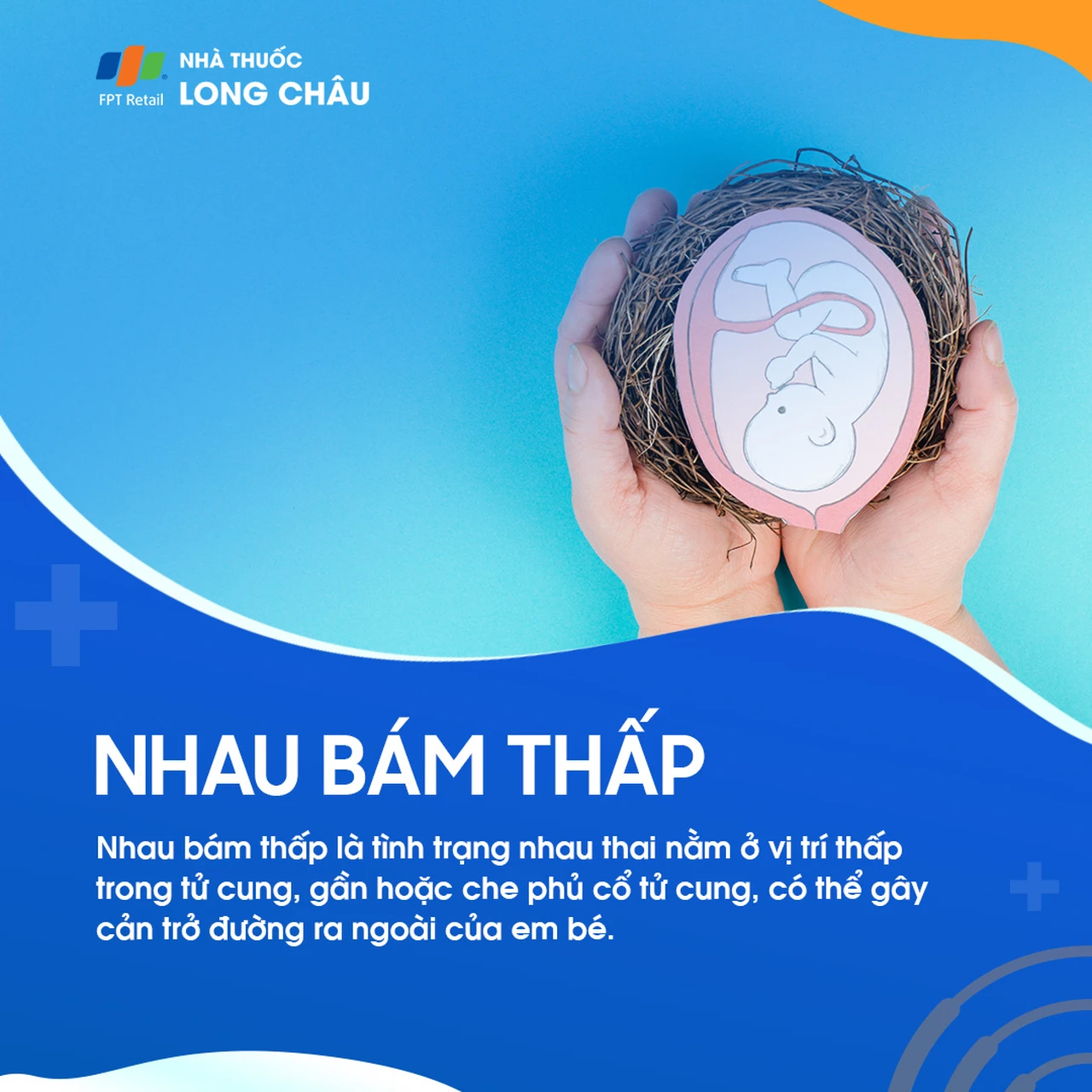 Nhau bám thấp 1