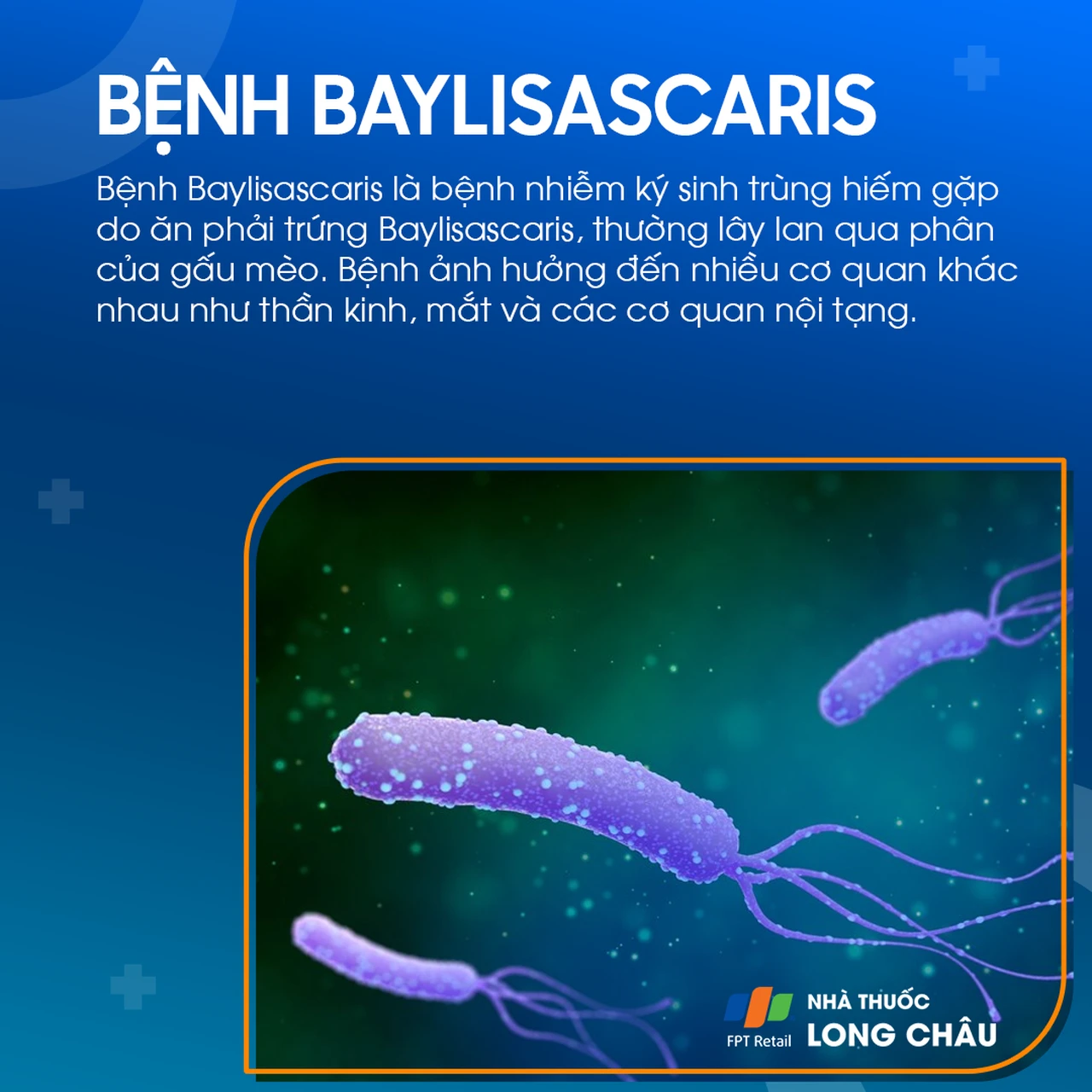Bệnh Baylisascaris 1