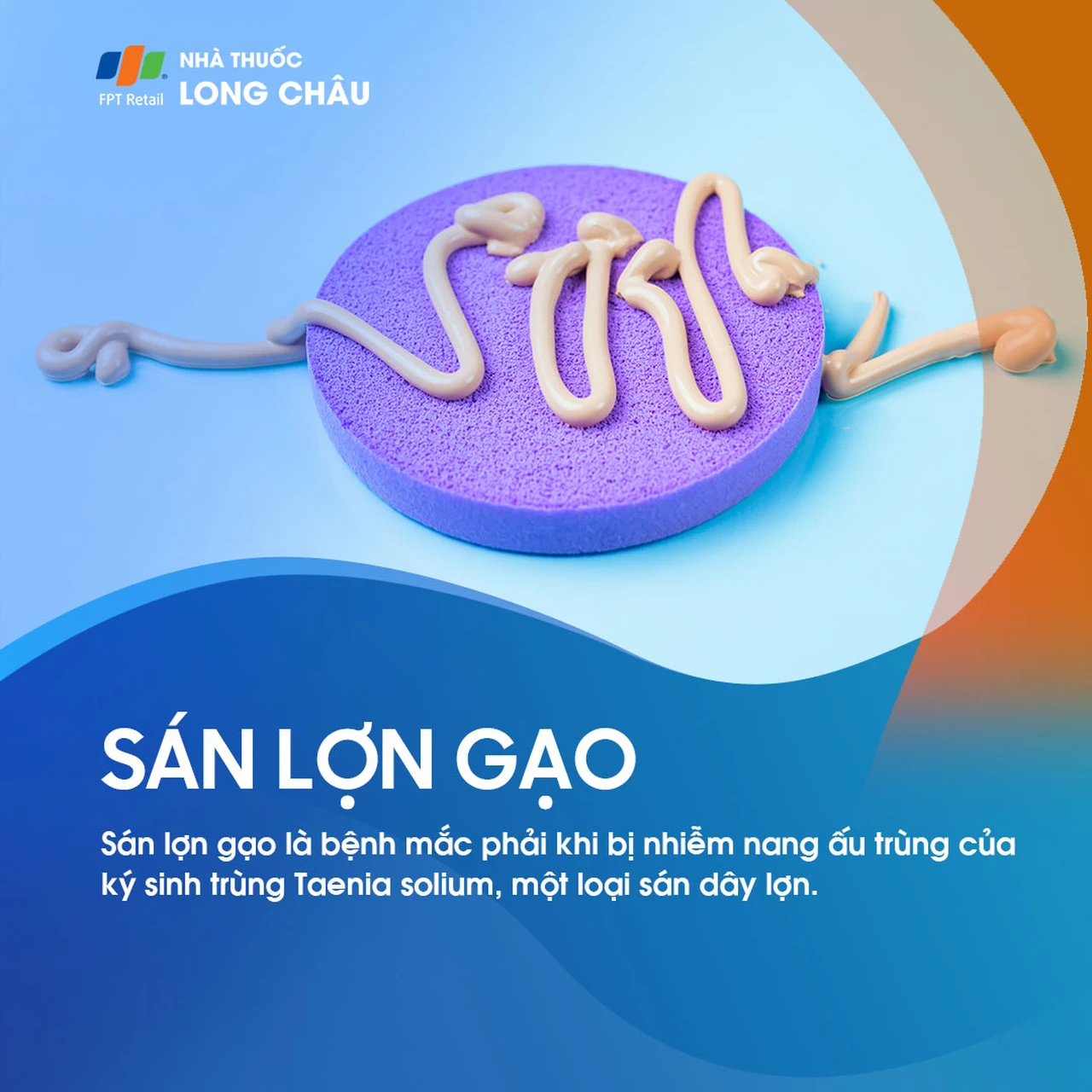 Sán lợn gạo 1