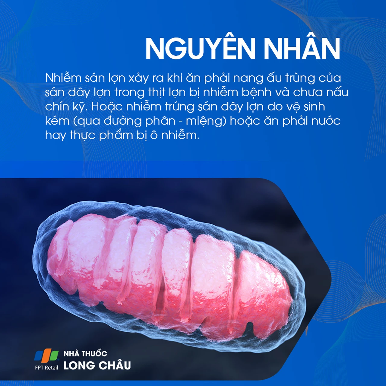 Nhiễm trùng sán lợn 3