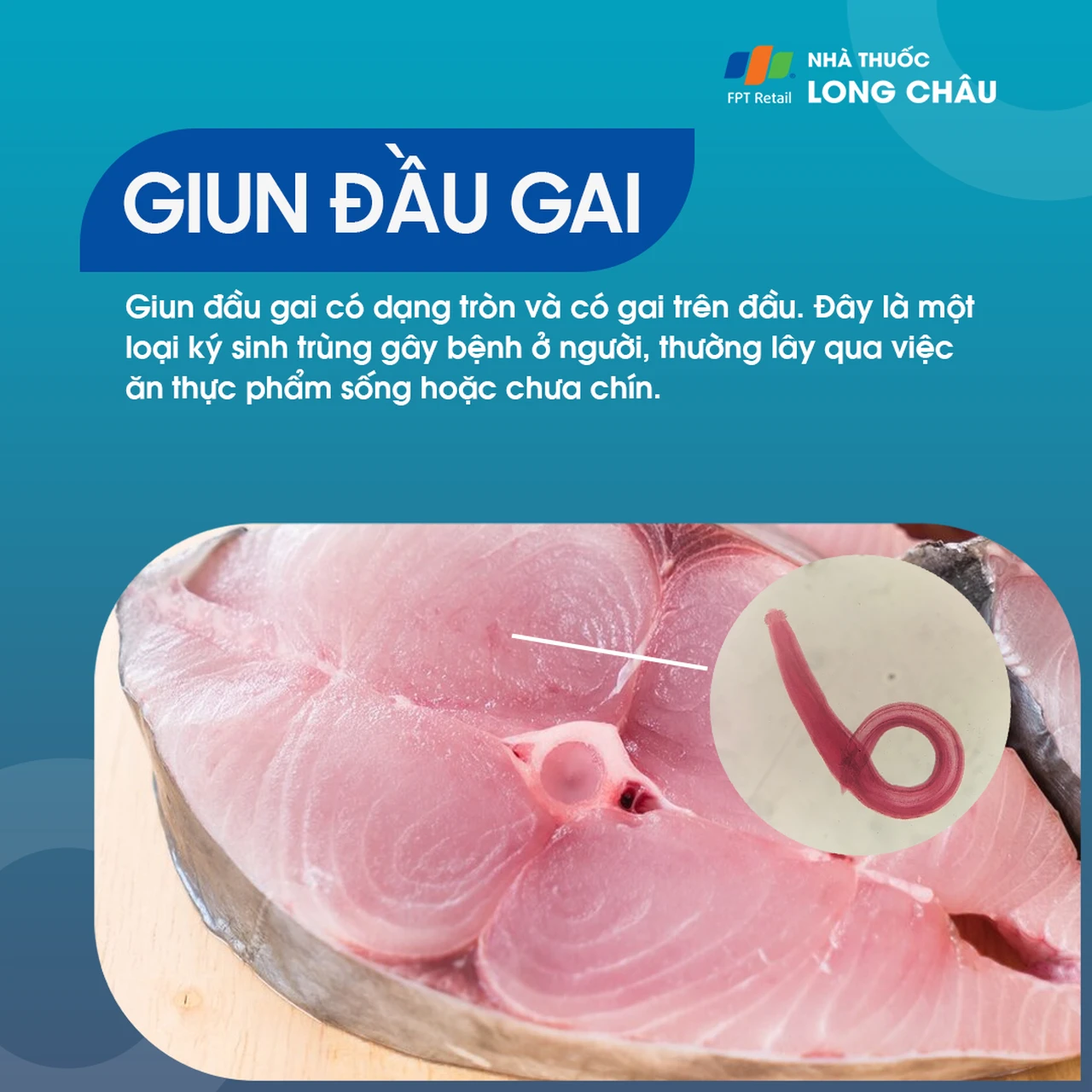 Giun đầu gai 1