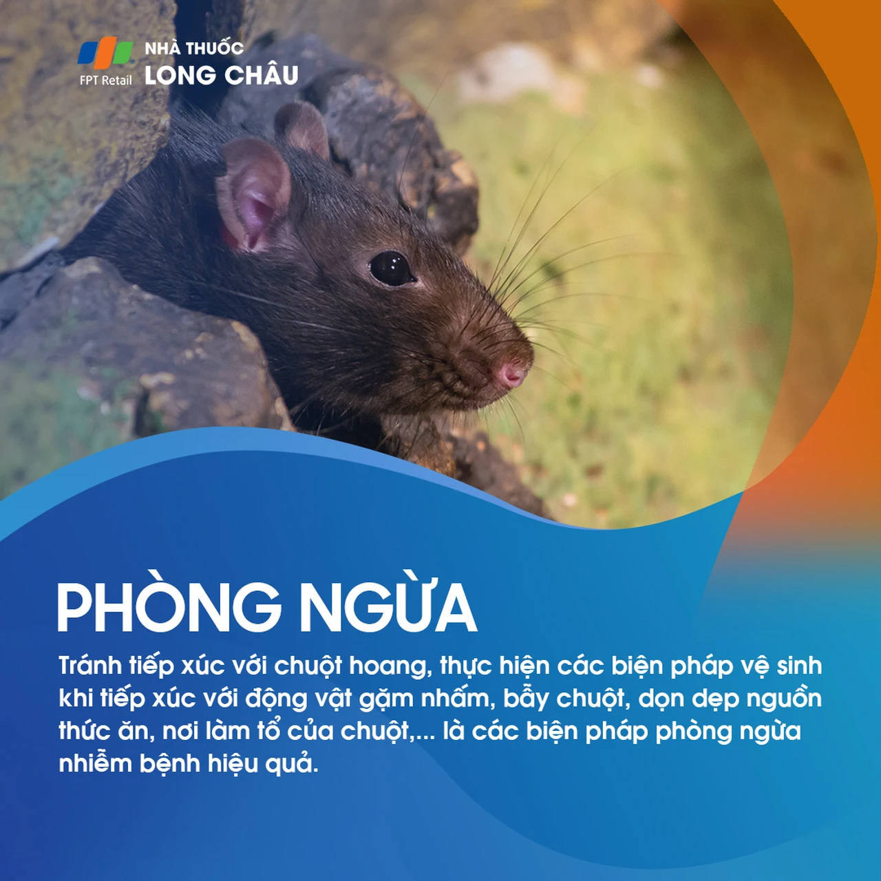 Viêm màng não lympho bào 8