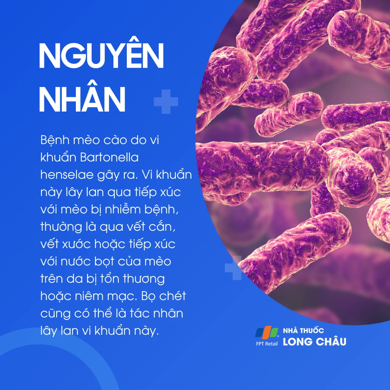 Do tiếp xúc với nước bọt, vết cắn, vết trầy xước của mèo bị nhiễm B. henselae