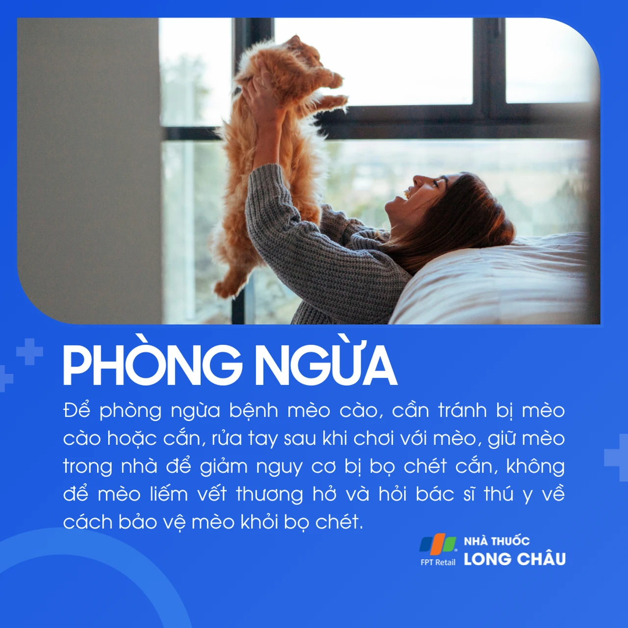 Tránh để mèo cào/cắn, rửa tay sau khi chơi với mèo, không để mèo liếm vết thương