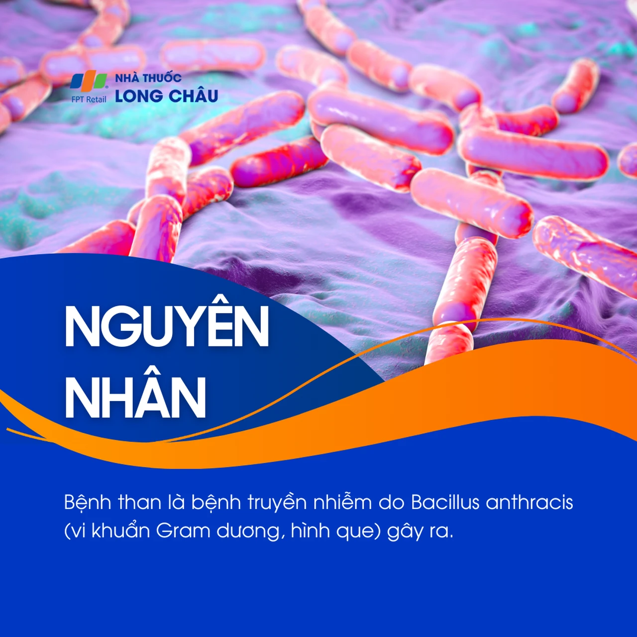 Bệnh than do vi khuẩn Bacillus anthracis (thuộc loại Gram dương, hình que) gây ra