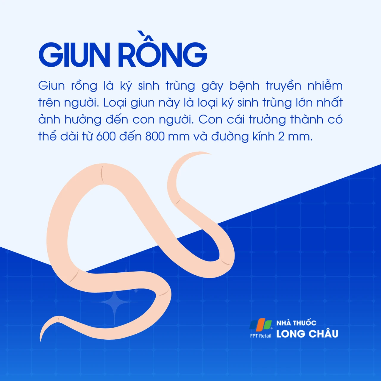 Giun rồng 1