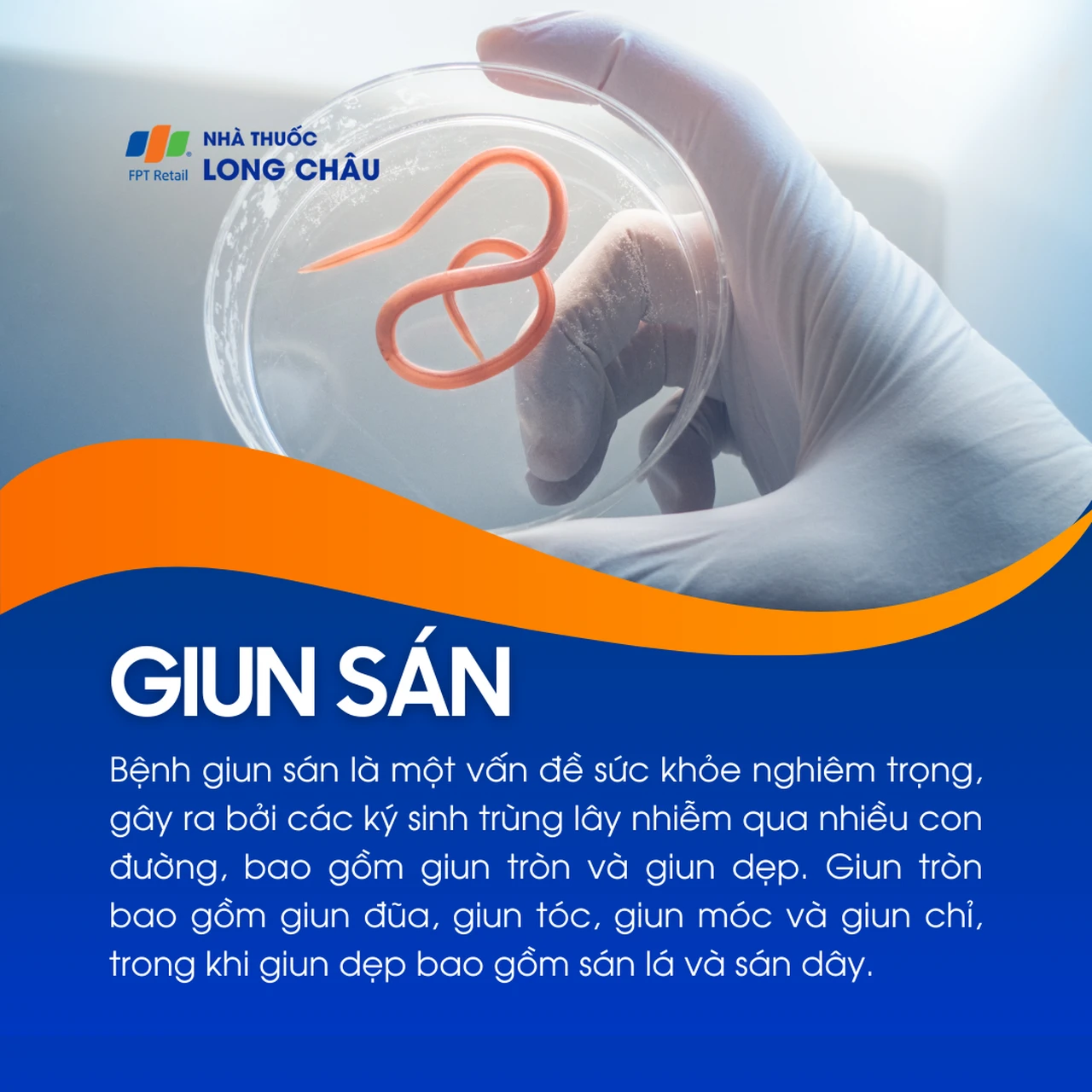 Giun sán 1