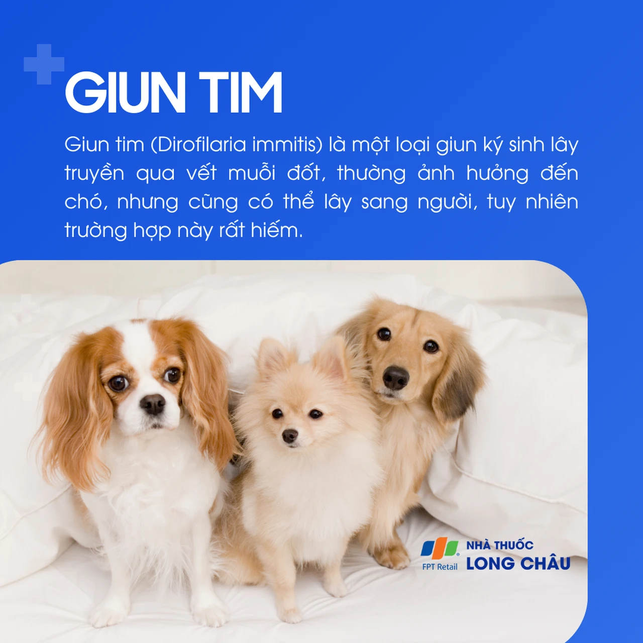 Giun tim 1